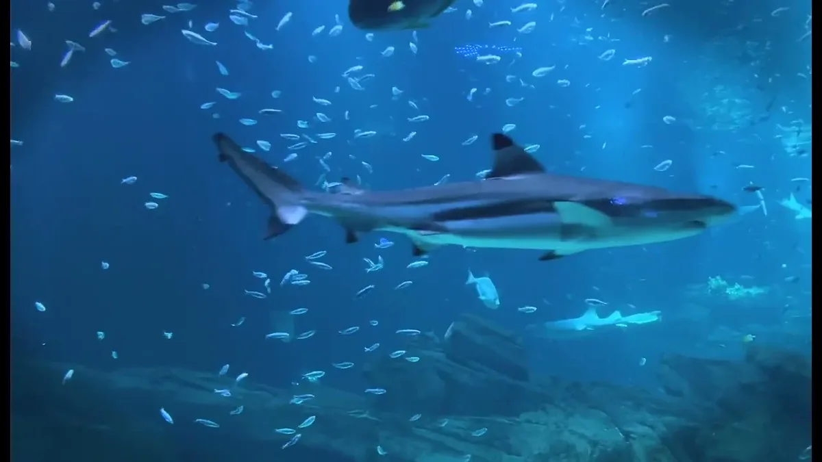 Billet Coupe-File Aquarium de Paris : Plongez sous le Trocadéro sans l'attente