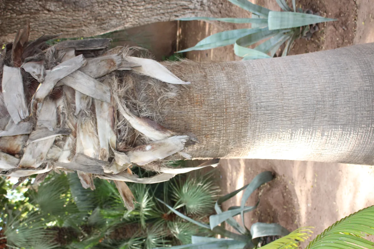 Billet Coupe-File Jardin Majorelle : Oasis de couleurs à Marrakech