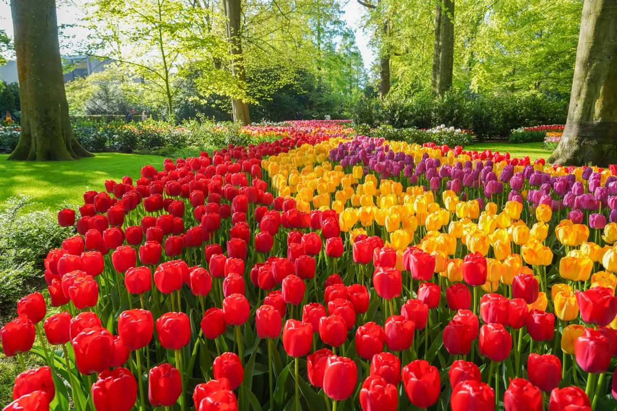 Billet Coupe-File Keukenhof et Navette : Tulipes en toute sérénité